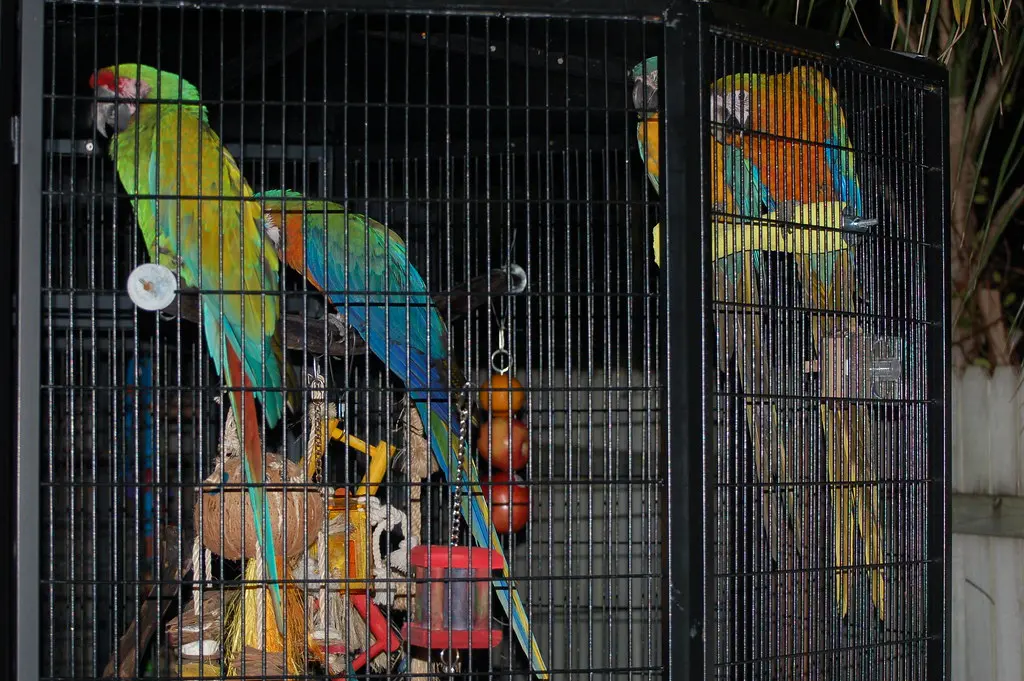 Guacamayo azul y amarillo en paraisodeaves