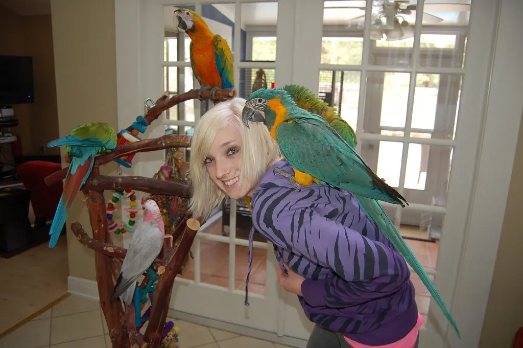 Cacatúa de crestón blanco en criadero paraisodeaves