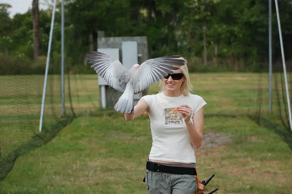 Guacamayo escarlata criado a mano en paraisodeaves