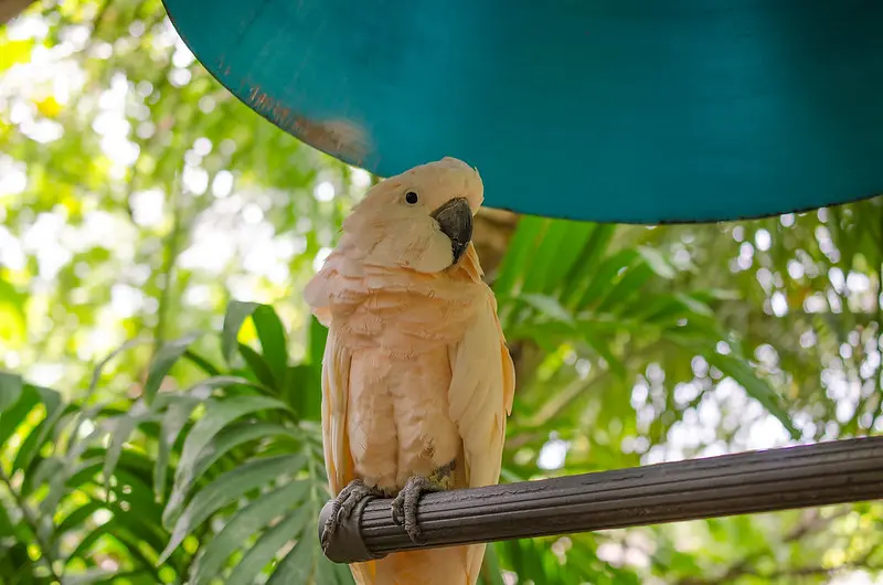 Loro amazónico joven socializado en paraisodeaves