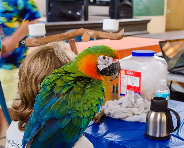 Huevos fértiles de loro — Fertile parrot eggs available in Spain