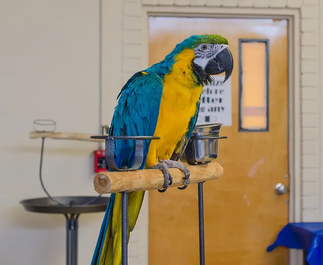 Guacamayo jacinto criado a mano en paraisodeaves