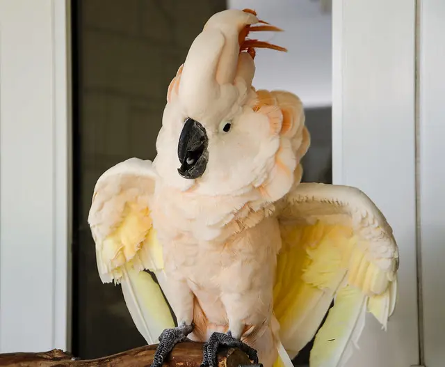 Eclectus loro exótico en criadero paraisodeaves