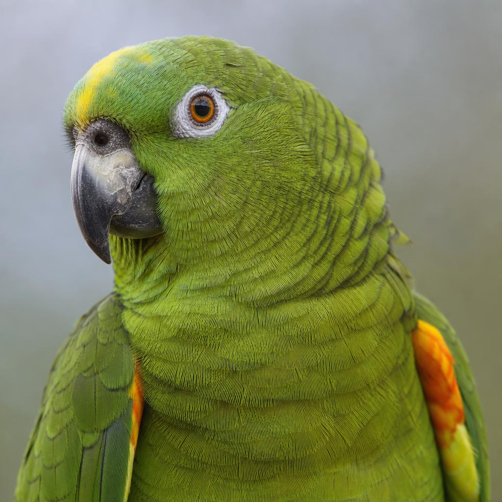 Amazona Ala Naranja – retrato de perfil