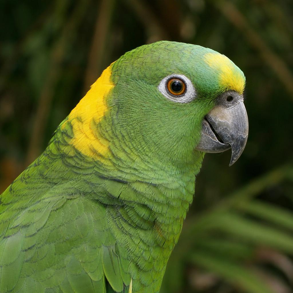 Amazona Nuca Amarilla – retrato de cerca