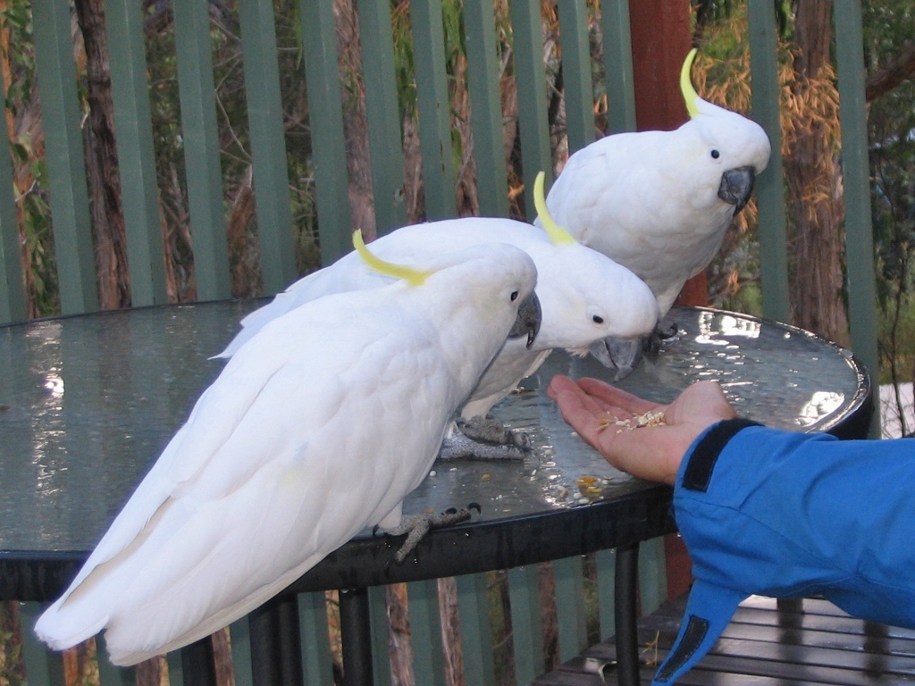 cacatúa criada a mano en España con CITES paraisodeaves