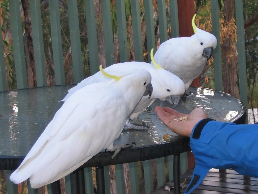 Cacatúa en venta España criadero