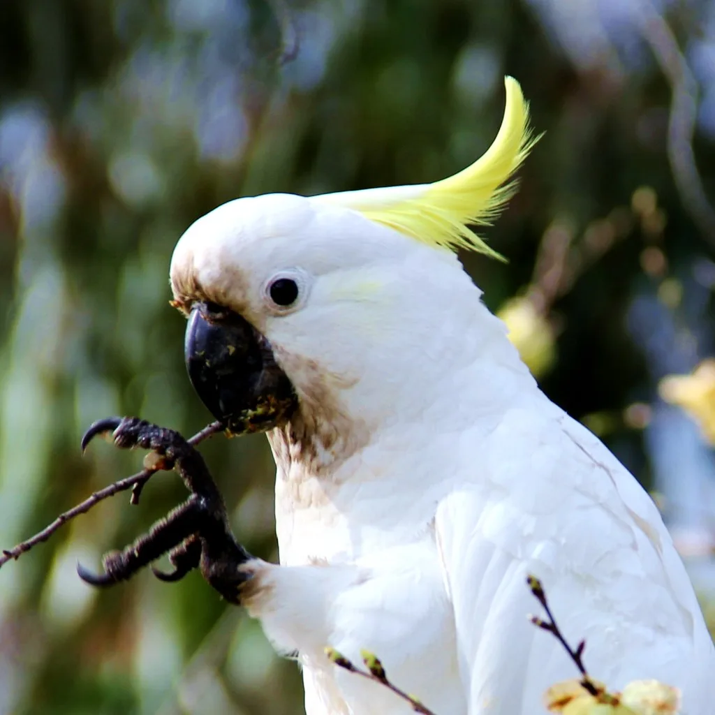 Cacatúa blanca de crestón en venta España CITES