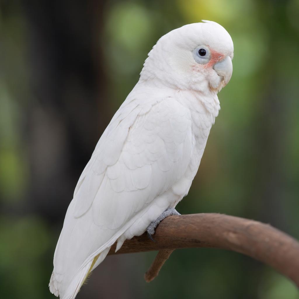 Cacatúa de Goffin (Cacatua goffiniana) – pequeña y blanca