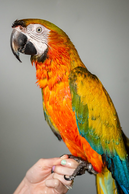 Guacamayo Catalina en mano de perfil — espectacular híbrido disponible en el criadero