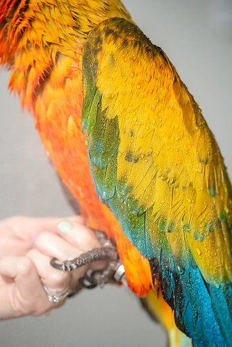 Guacamayo Catalina — detalle extremo de plumas de ala mojadas