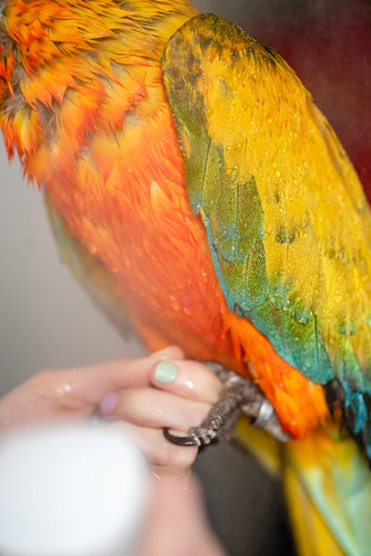 Guacamayo Catalina — dorso y plumaje de ala con tonos dorados