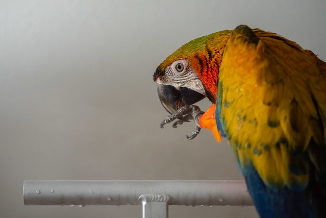 Guacamayo Catalina en percha cogiendo su pata — comportamiento natural