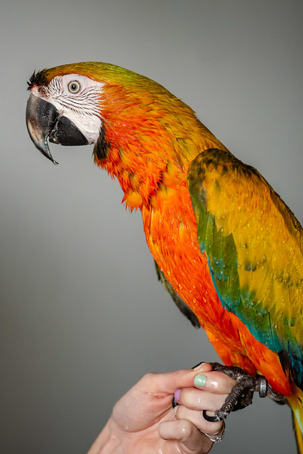 Guacamayo Catalina perfil lateral — cola azul y plumaje completo