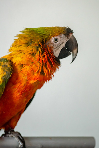 Guacamayo Catalina de perfil en soporte — colores únicos del híbrido