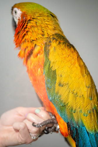 Guacamayo Catalina — detalle lateral de plumaje amarillo y turquesa