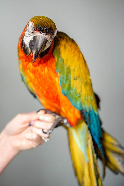 Guacamayo Catalina posado en mano frente a la cámara — cruce de Ara macao y Ara ararauna