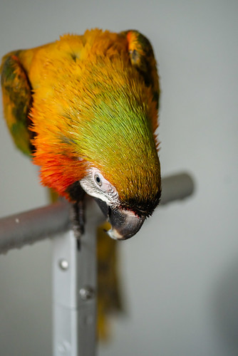 Guacamayo Catalina posado en percha mirando hacia abajo — plumaje empapado