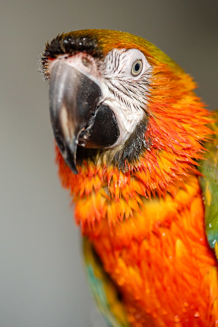 Guacamayo Catalina — primer plano de cara con plumas erizadas naranja y rojo