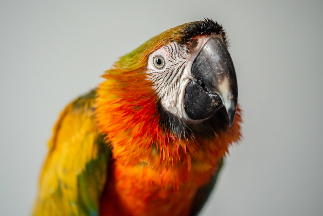 Guacamayo Catalina — primer plano de cara, ojos y plumaje naranja vibrante