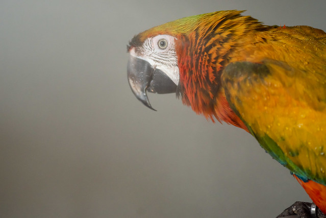Guacamayo Catalina — retrato de perfil con plumas húmedas tras el baño