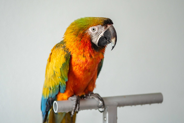 Guacamayo Catalina cuerpo entero en soporte T