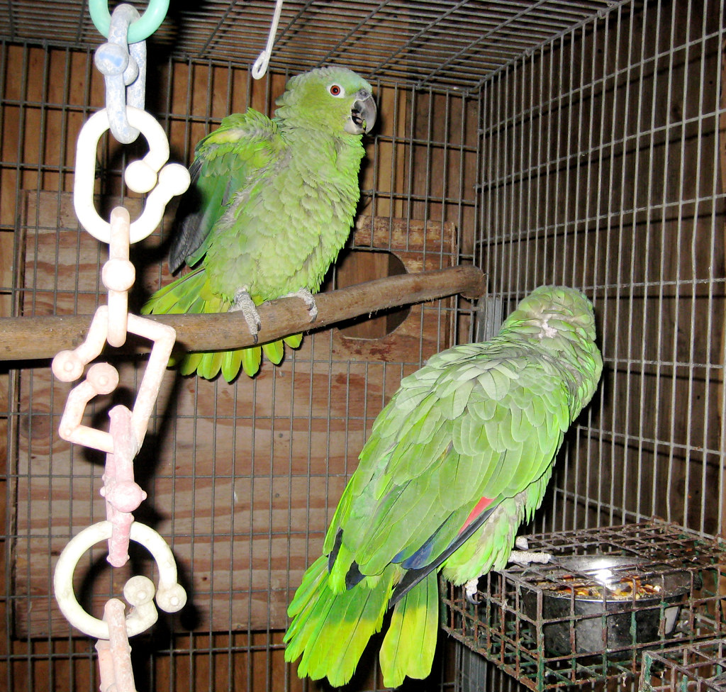 Conuro – paraisodeaves