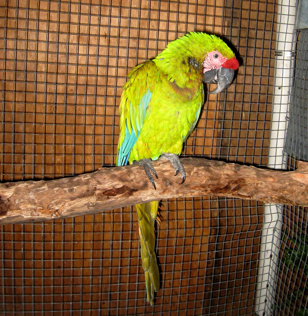 Conuro joven – paraisodeaves