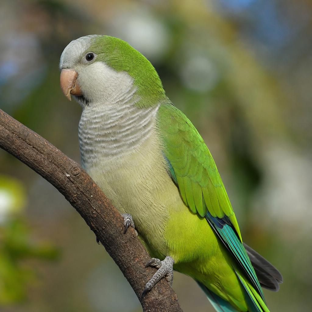 Cotorra Monje (Myiopsitta monachus) – plumaje verde y pecho gris
