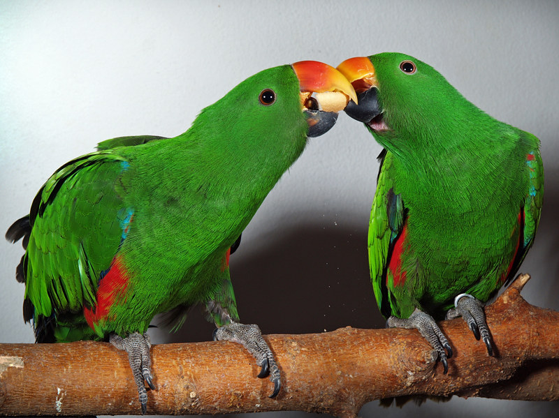 Eclectus – paraisodeaves