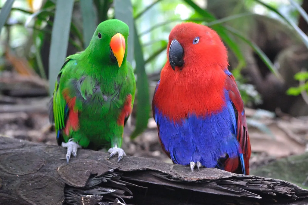 Eclectus hembra roja azul en venta España CITES criadero