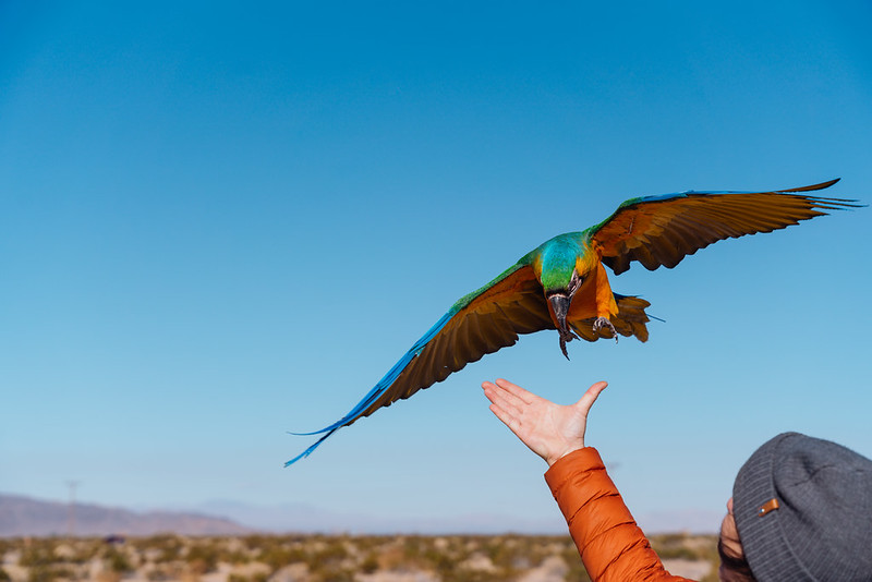Ara macao aterrizando en mano abierta — escarlata contra cielo azul