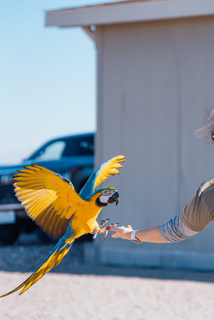 Ara ararauna en vuelo — plumaje amarillo y azul capturado en pleno vuelo