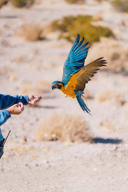 Ara ararauna aterrizando en el brazo del criador — precisión del vuelo libre