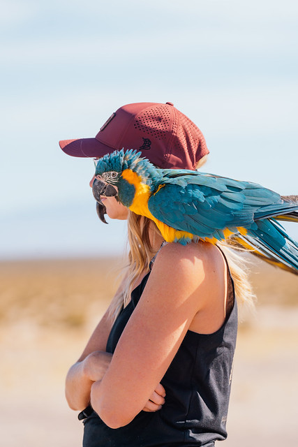 Ara ararauna posado al hombro — el vínculo entre ave y ser humano
