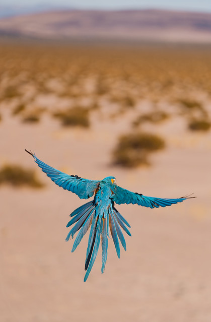 Ara ararauna en vuelo libre — alas completamente extendidas sobre el desierto