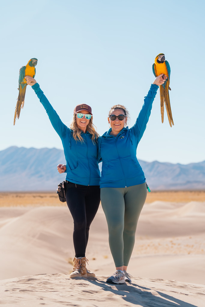 Dos criadores con guacamayos azul y amarillo — vuelo libre en dunas del desierto
