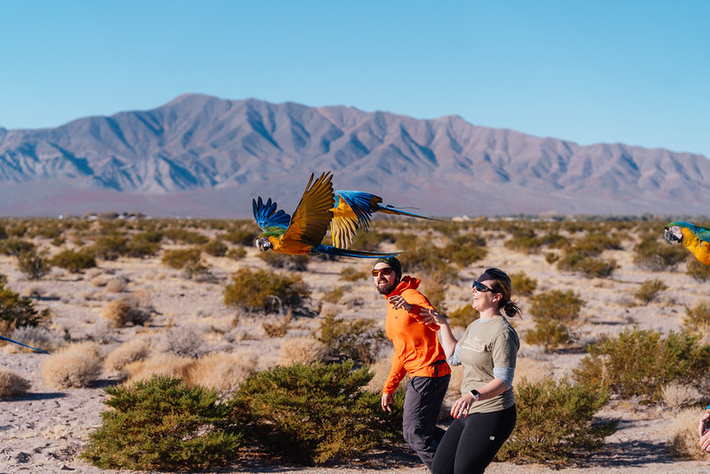 Pareja de criadores con Ara ararauna en vuelo — paisaje montañoso espectacular
