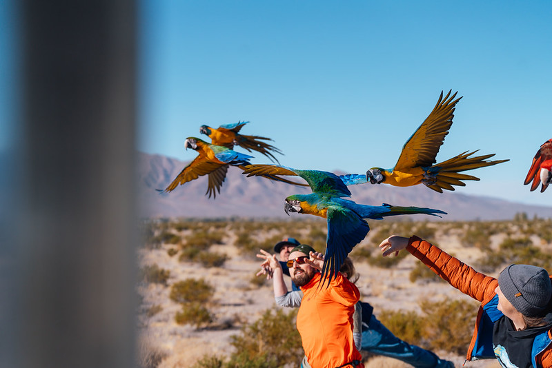 Bandada de guacamayos en vuelo libre sobre el desierto