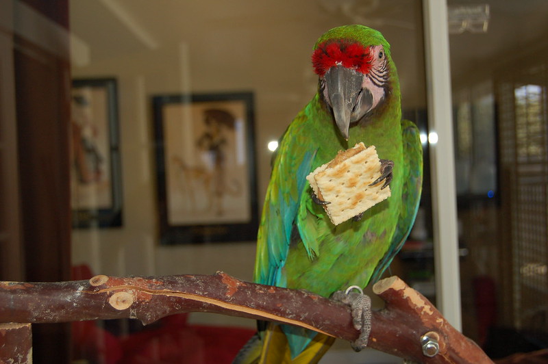 Alimentación para loros