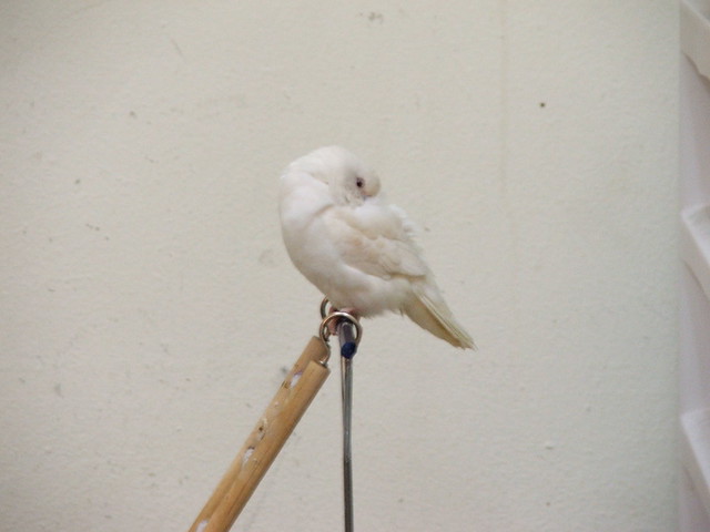 Ave blanca en percha, tranquila y socializada
