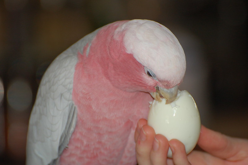 Cacatúa galah comiendo, alimentación variada