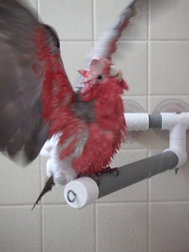 Cacatúa galah en la ducha con las alas extendidas