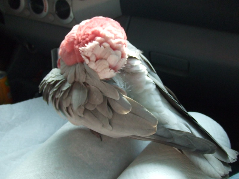 Cacatúa galah durmiendo, muy tranquila y confiada