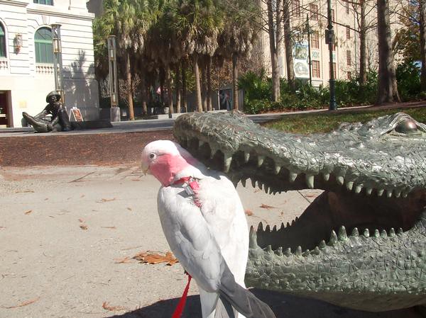 Cacatúa galah rosa en exterior, criada a mano