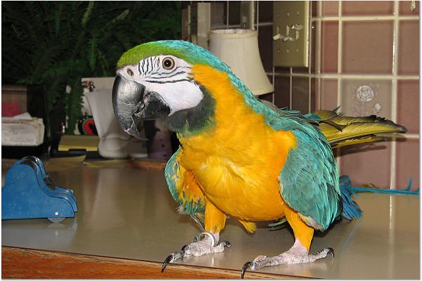 Guacamayo azul y amarillo joven papillero