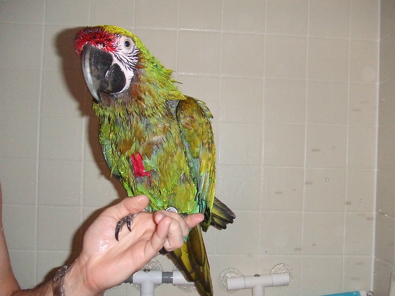 Arara verde criada à mão