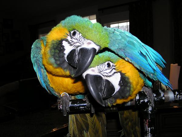 Guacamayo azul y amarillo en paraisodeaves