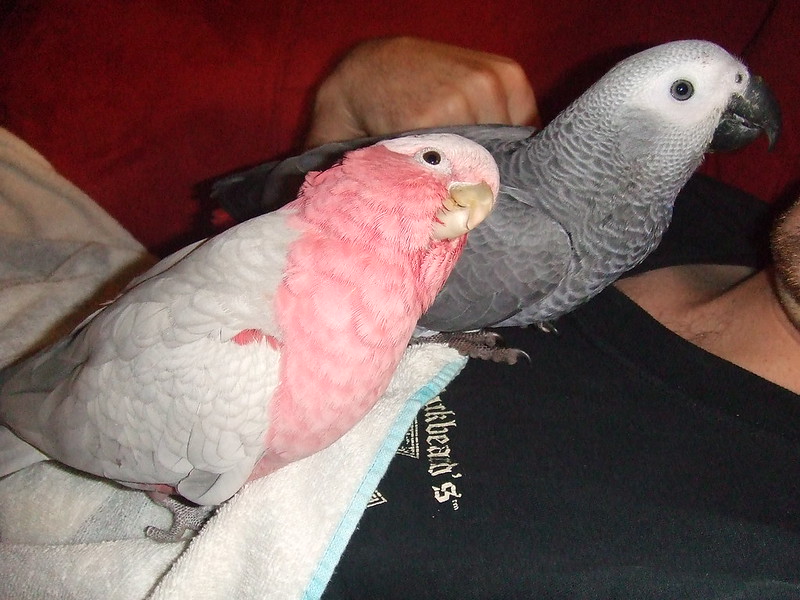 Loro gris africano y cacatúa galah juntos