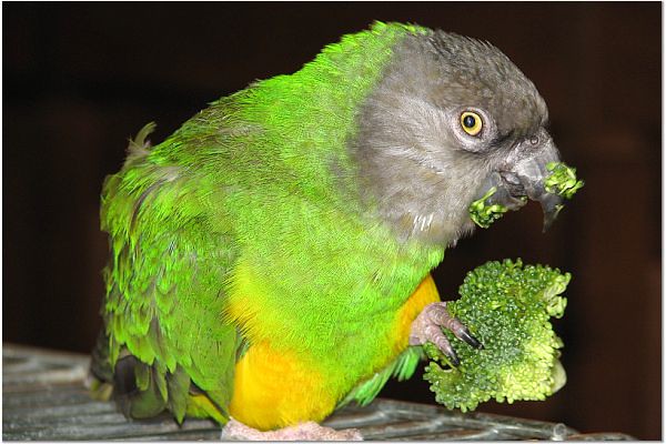 Loro senegalés comiendo brócoli fresco